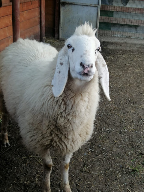 Macchia
