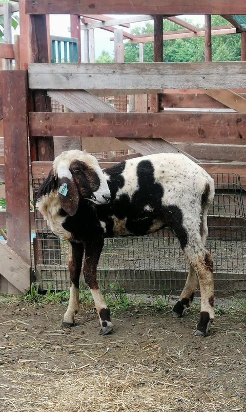 Mora, Mirtilla e Ribes