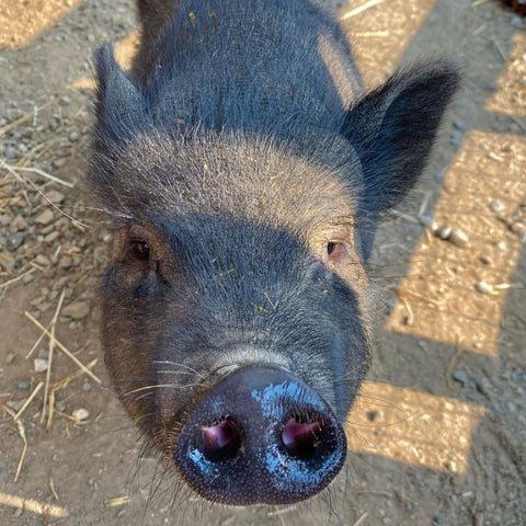 Peggy