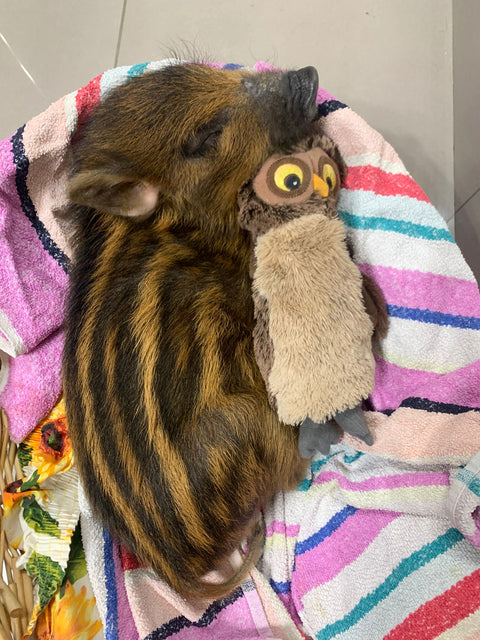 Pumba