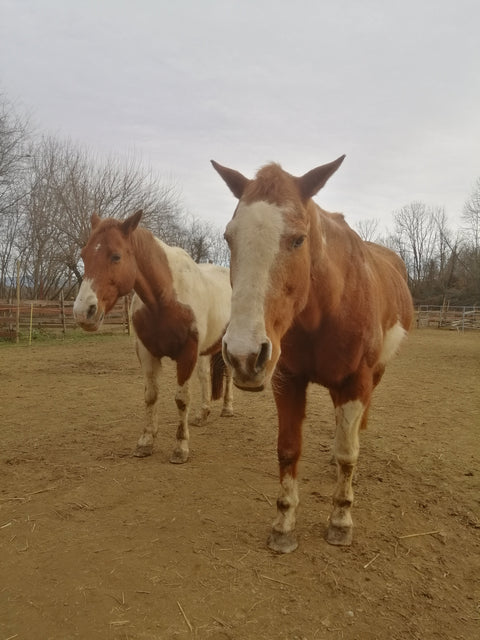 Stella e Queen