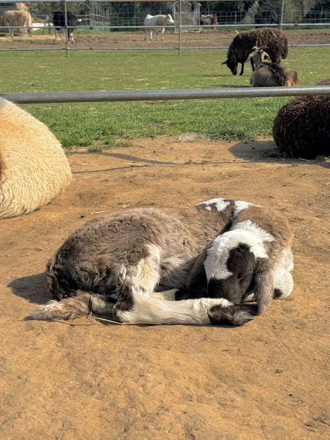 Ettore