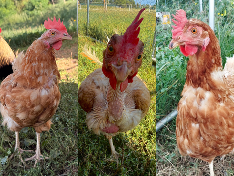 Ti presentiamo Olga, Gilda e Rosie 🐔 🧡