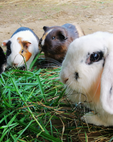 Sei una azienda etica?