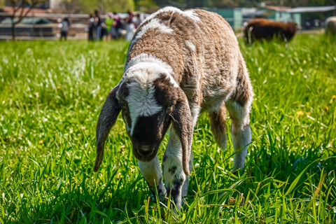 Foto Pasquetta Libera 2026